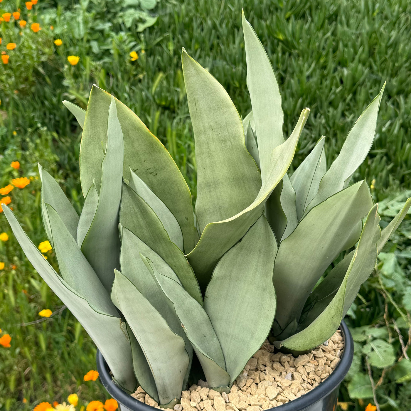 Silver Python Plant Shop 'Moonshine Snake Plant - Sansevieria moonshine' Care and Info ...