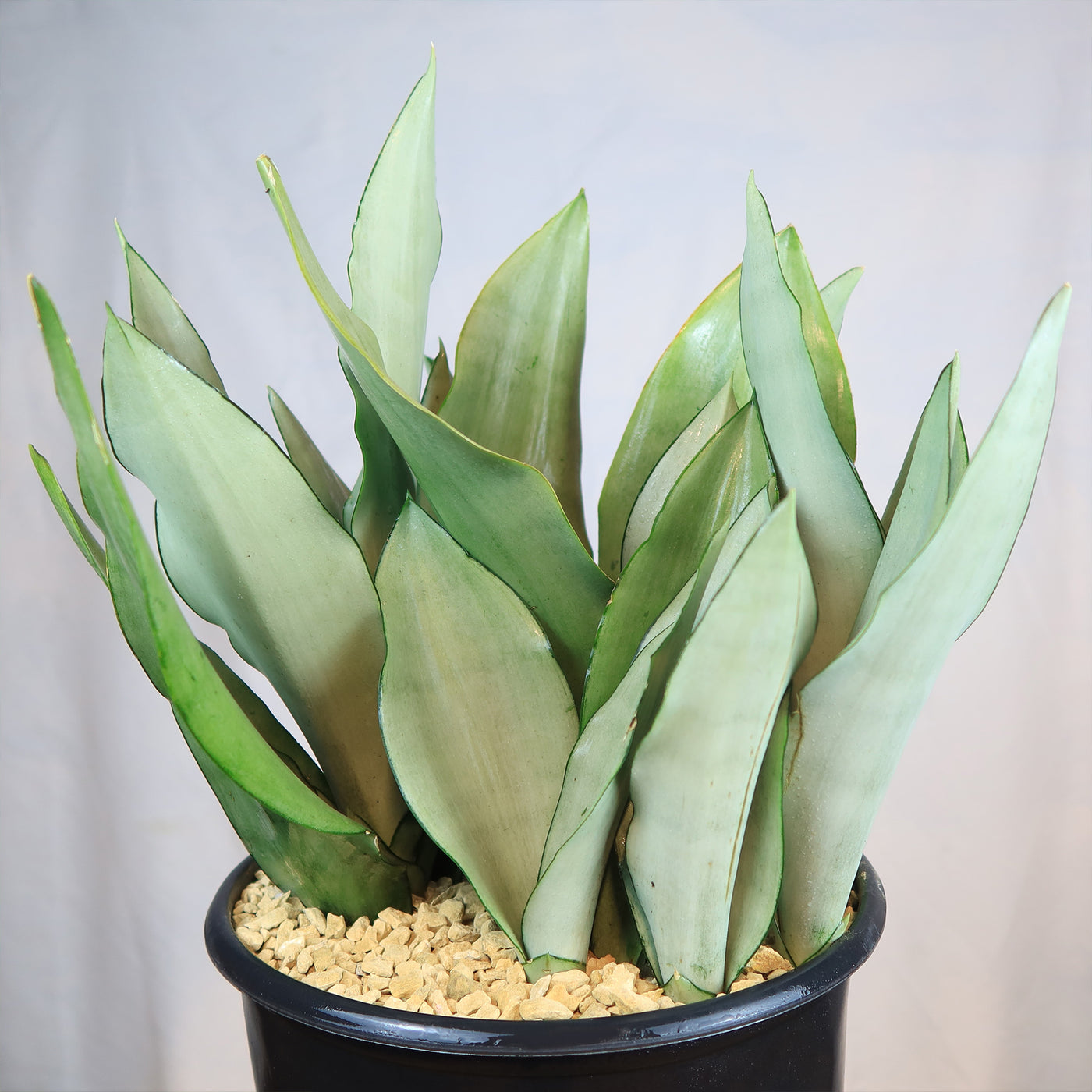 light colored sansevieria Moonshine Snake Plant