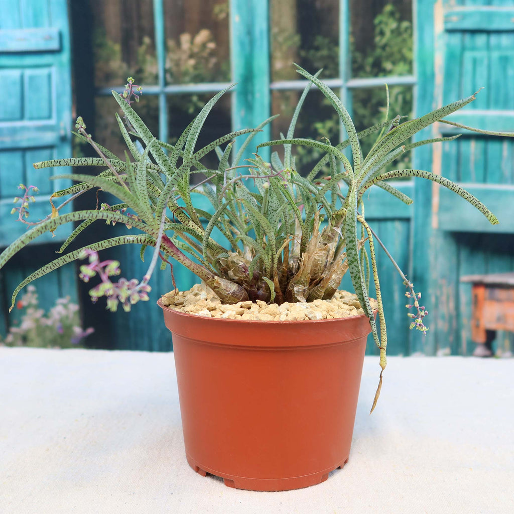 Silver Squill - Ledebouria Socialis 'Miner'