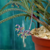 Silver Squill - Ledebouria Socialis &