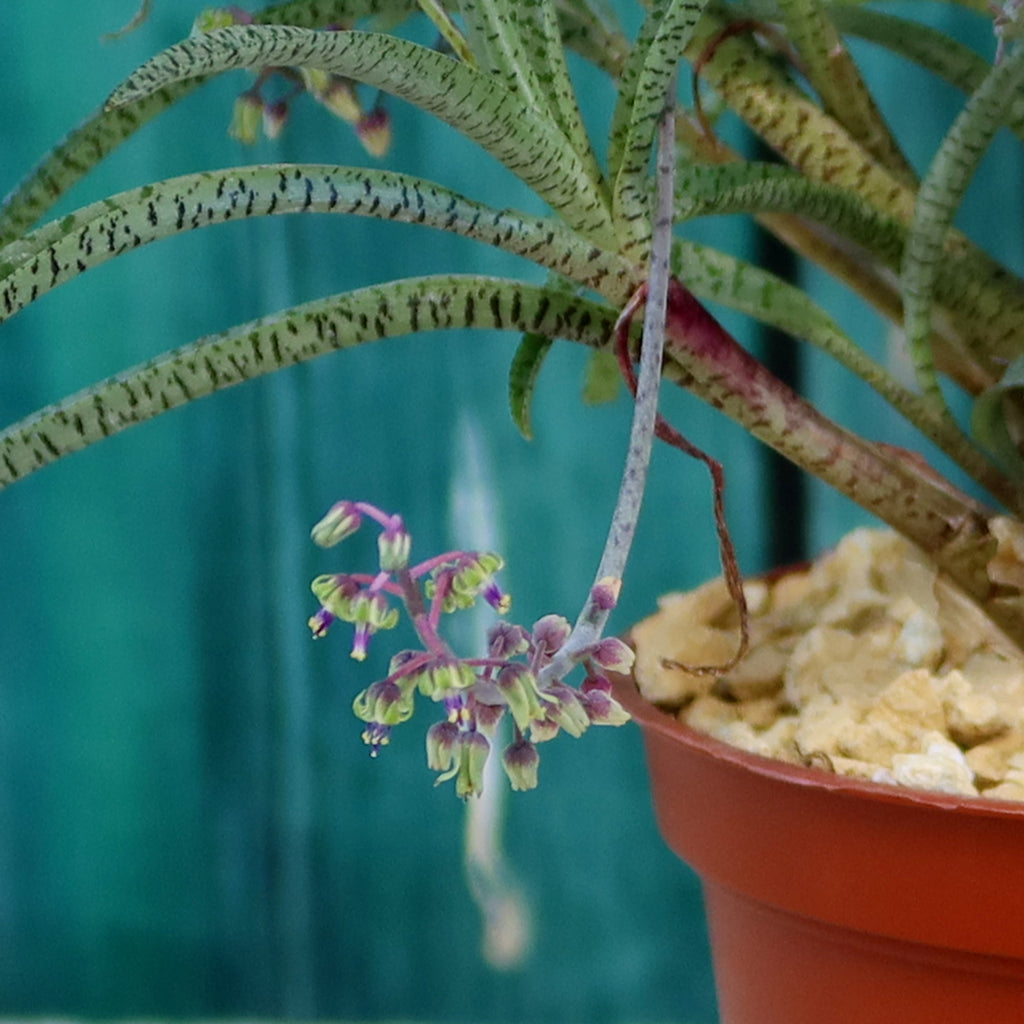 Silver Squill - Ledebouria Socialis 'Miner'