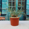 Silver Squill - Ledebouria Socialis &