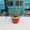 Silver Squill - Ledebouria Socialis &