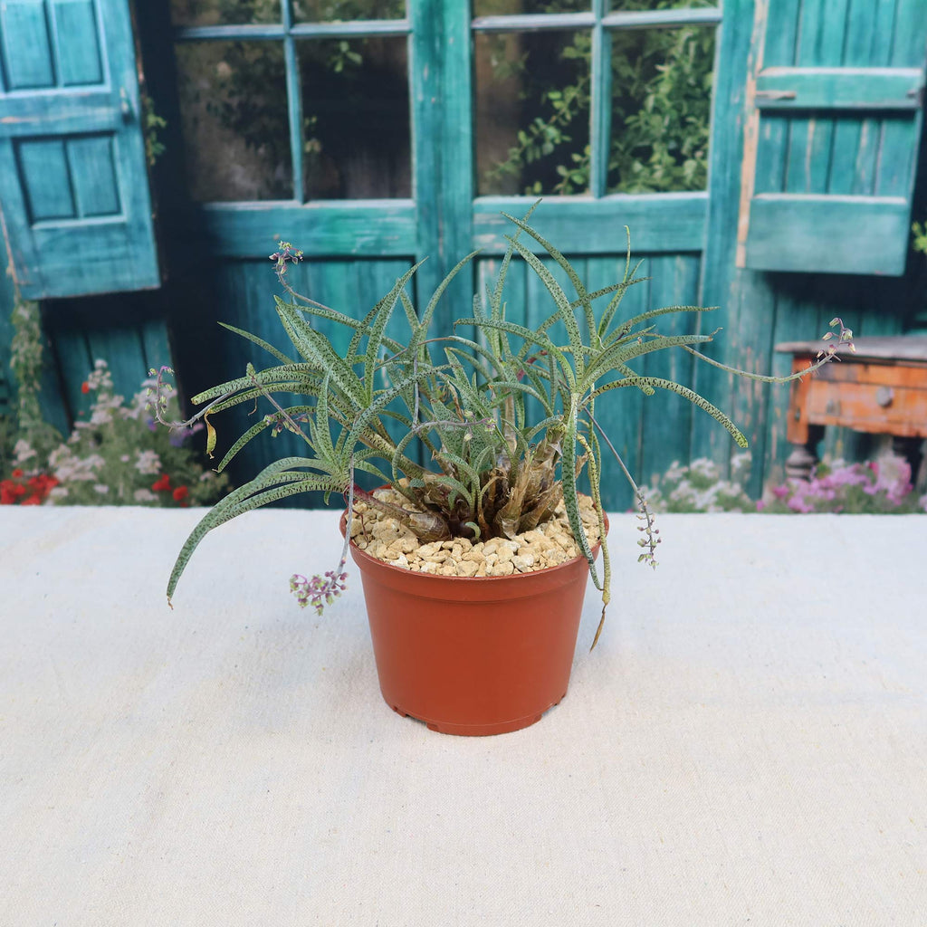 Silver Squill - Ledebouria Socialis 'Miner'
