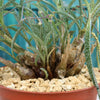 Silver Squill - Ledebouria Socialis &