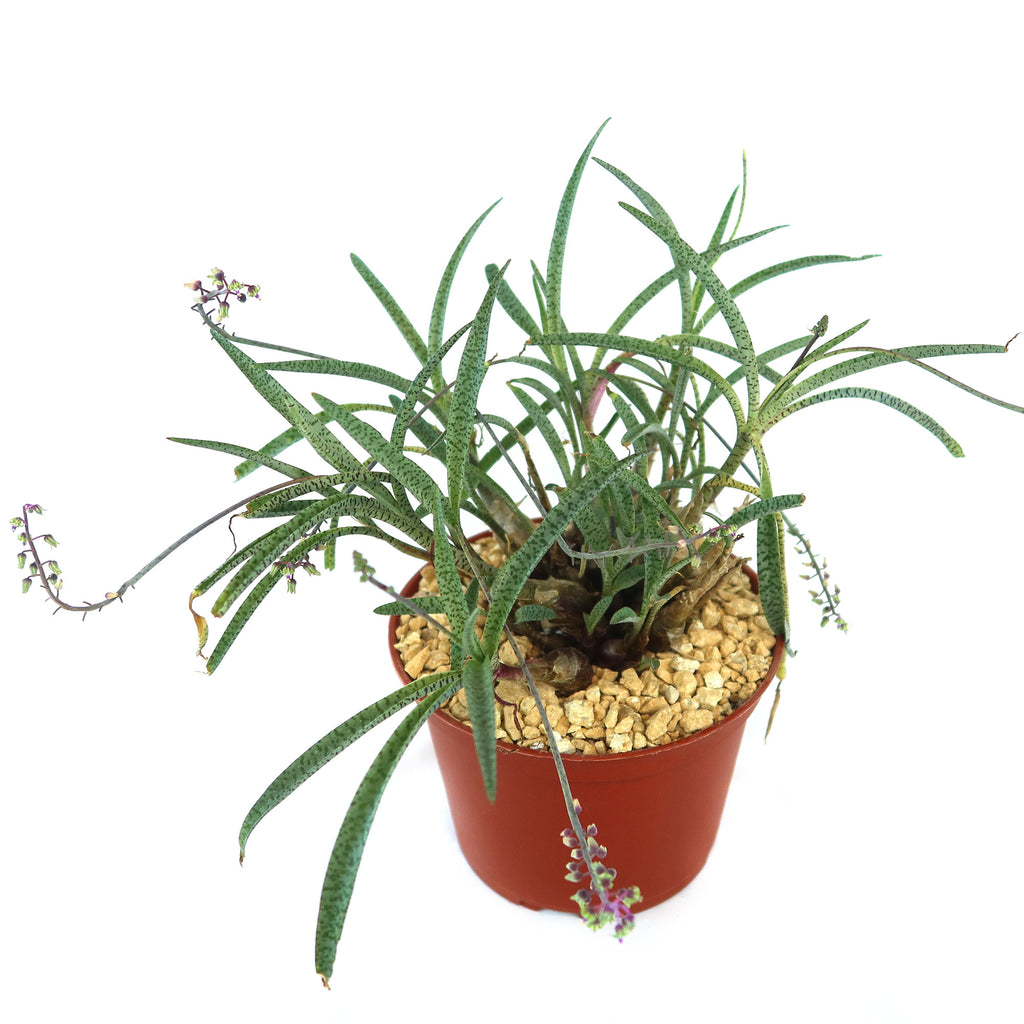 Silver Squill - Ledebouria Socialis 'Miner'