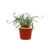 Silver Squill - Ledebouria Socialis &