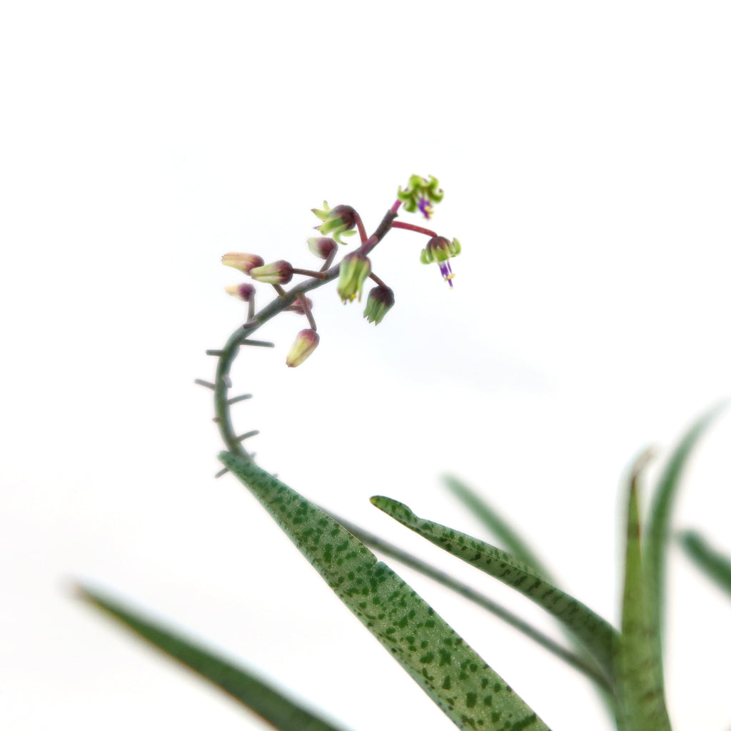 Silver Squill - Ledebouria Socialis 'Miner'