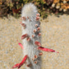 Silver Torch Cactus &