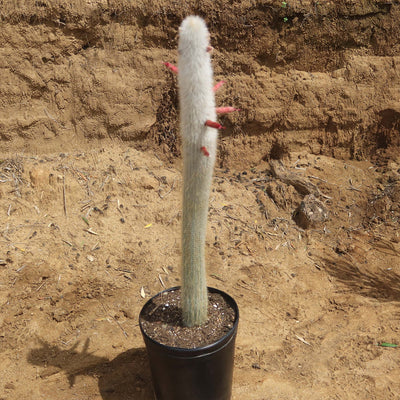 Silver Torch Cactus 'Cleistocactus strausii'