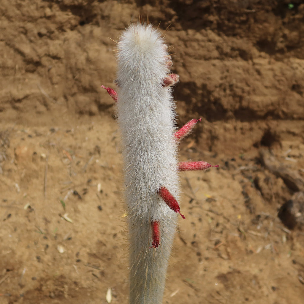 Silver Torch Cactus &