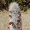 Silver Torch Cactus &