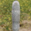 Silver Torch Cactus &