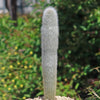 Silver Torch Cactus &