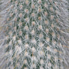 Silver Torch Cactus &