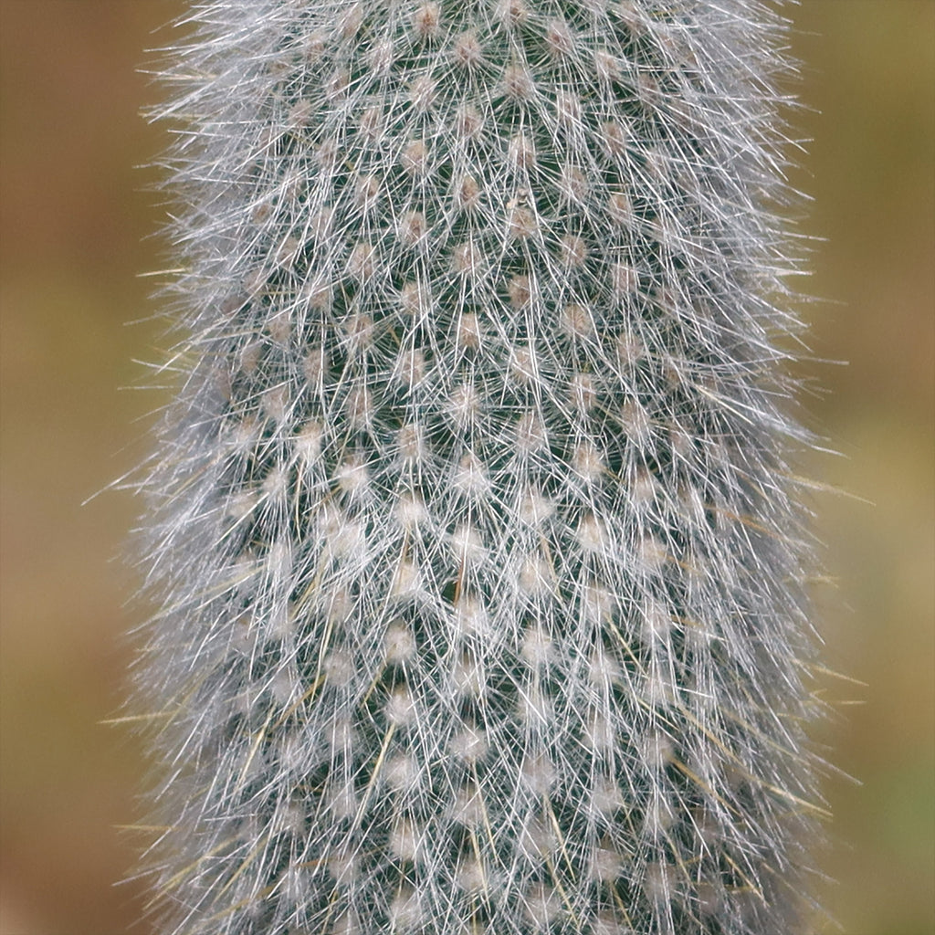 Silver Torch Cactus &