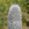 Silver Torch Cactus &