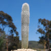 Silver Torch Cactus &