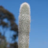 Silver Torch Cactus &