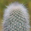 Silver Torch Cactus &