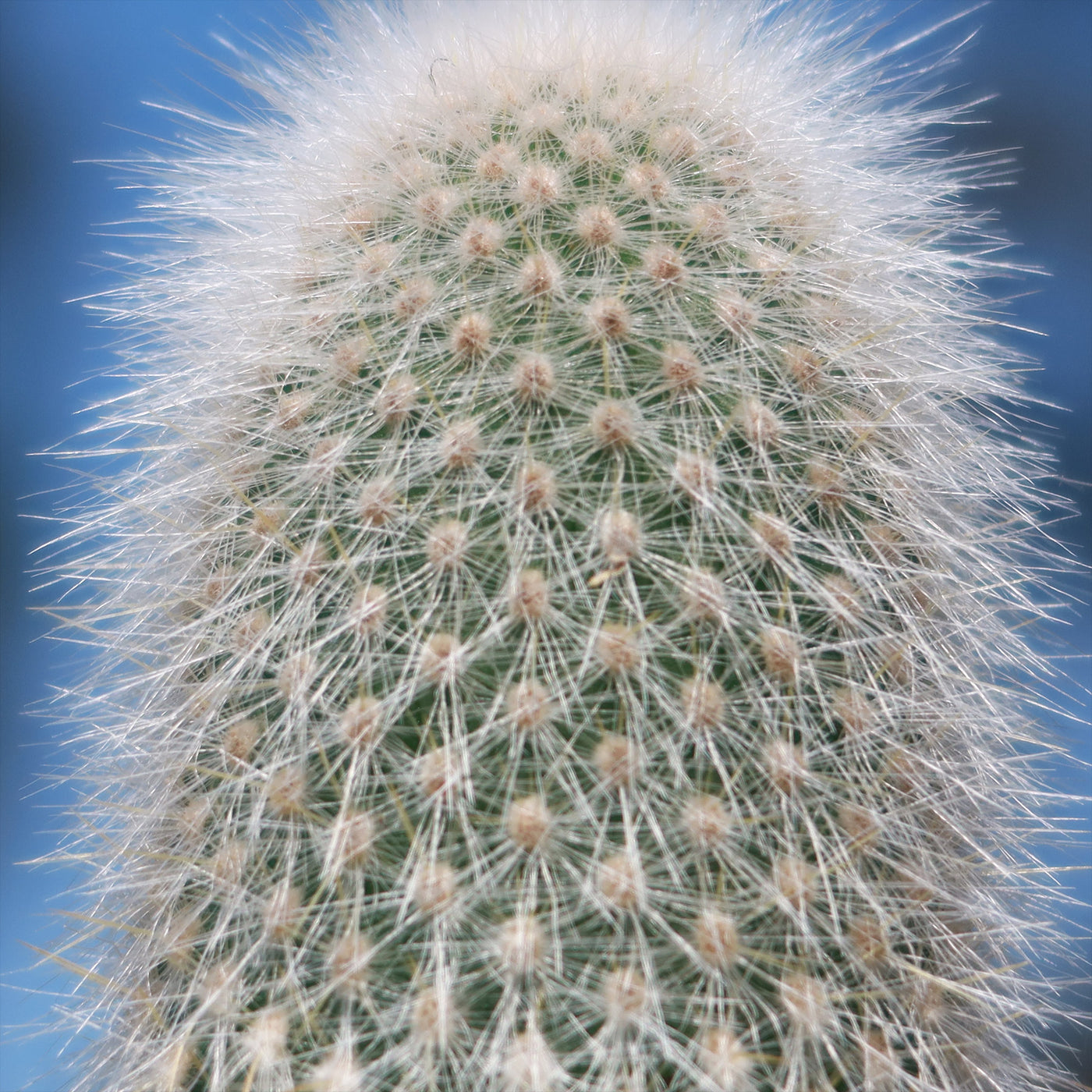 Silver Torch Cactus 'Cleistocactus strausii'