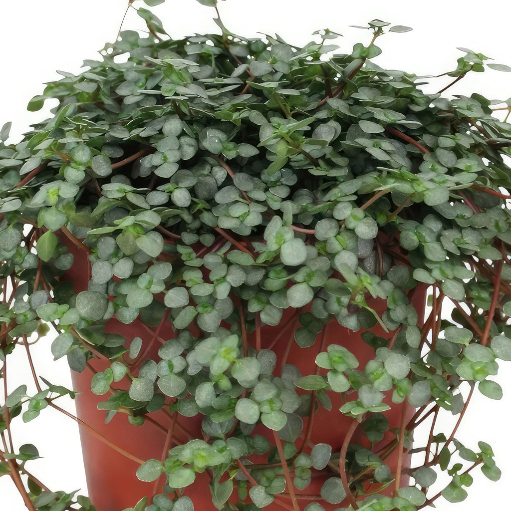 Pilea glauca - Silver Sparkle Plant
