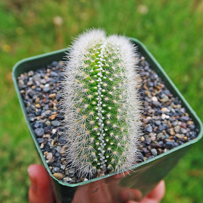 Crested Silver Torch Cactus - Cleistocactus strausii cristata