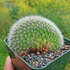 Crested Silver Torch Cactus - Cleistocactus strausii cristata