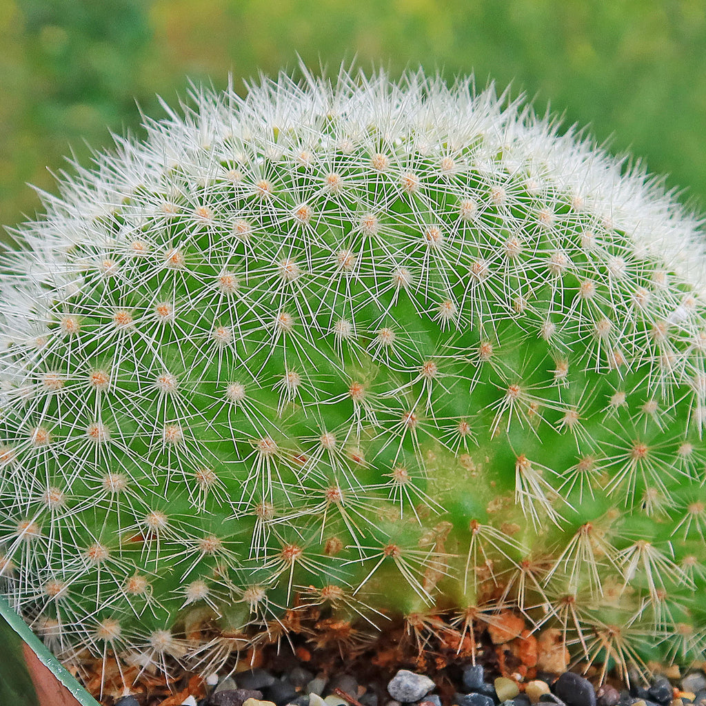 Crested Silver Torch Cactus - Cleistocactus strausii cristata