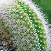 Crested Silver Torch Cactus - Cleistocactus strausii cristata