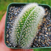 Crested Silver Torch Cactus - Cleistocactus strausii cristata