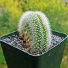 Crested Silver Torch Cactus - Cleistocactus strausii cristata