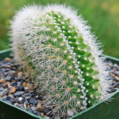 Crested Silver Torch Cactus - Cleistocactus strausii cristata