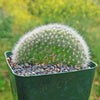 Crested Silver Torch Cactus - Cleistocactus strausii cristata