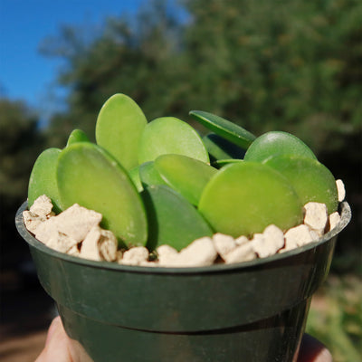 succulent plants vine Buy 'Silver Dollar Vine - Xerosicyos danguyi'