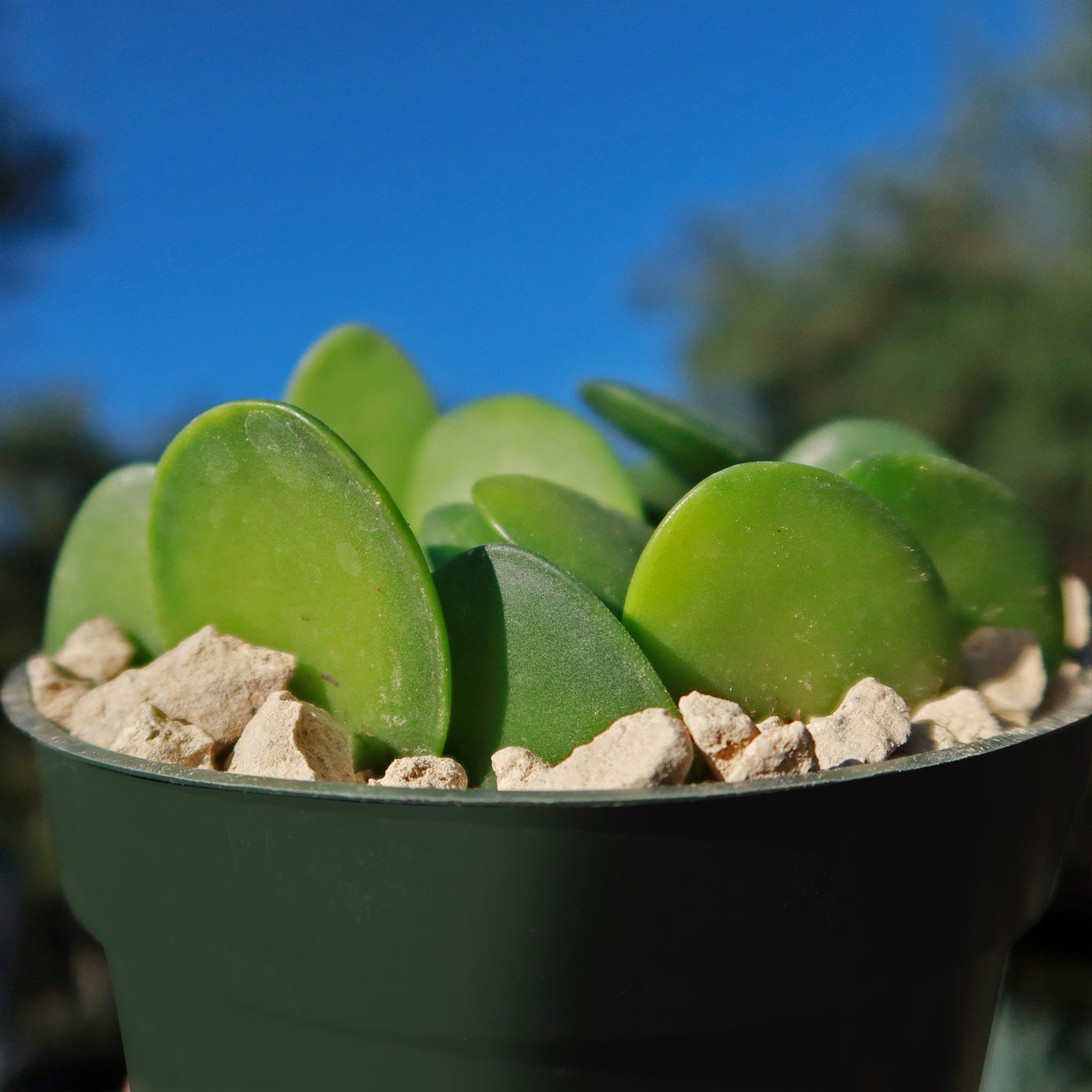 silver dollar succulent Buy 'Silver Dollar Vine - Xerosicyos danguyi'