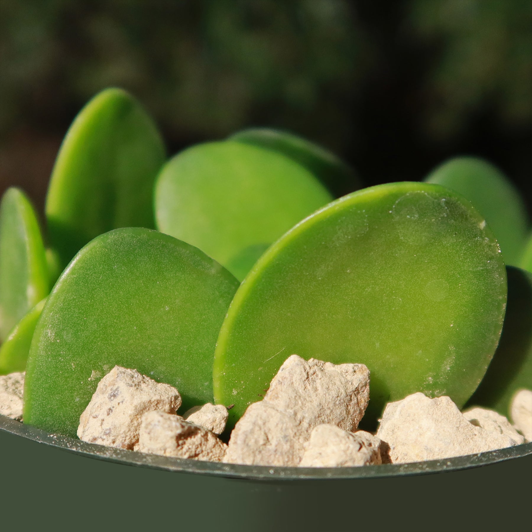 dollar succulent plant Buy 'Silver Dollar Vine - Xerosicyos danguyi'