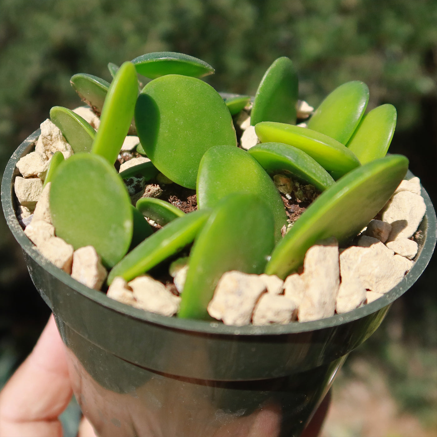 succulent silver dollar Buy 'Silver Dollar Vine - Xerosicyos danguyi'
