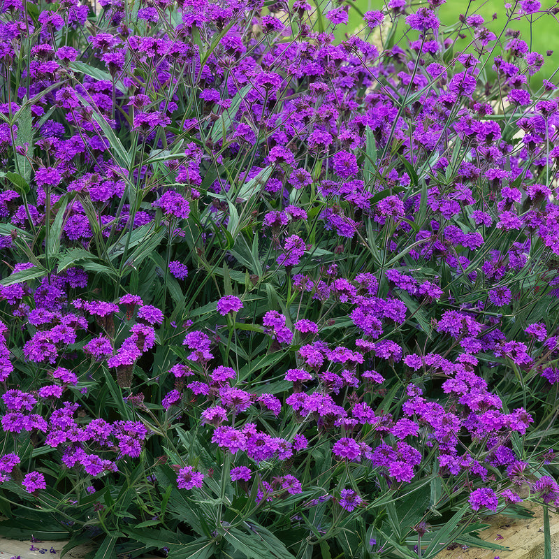 Slendervervain-verbena-rigida-