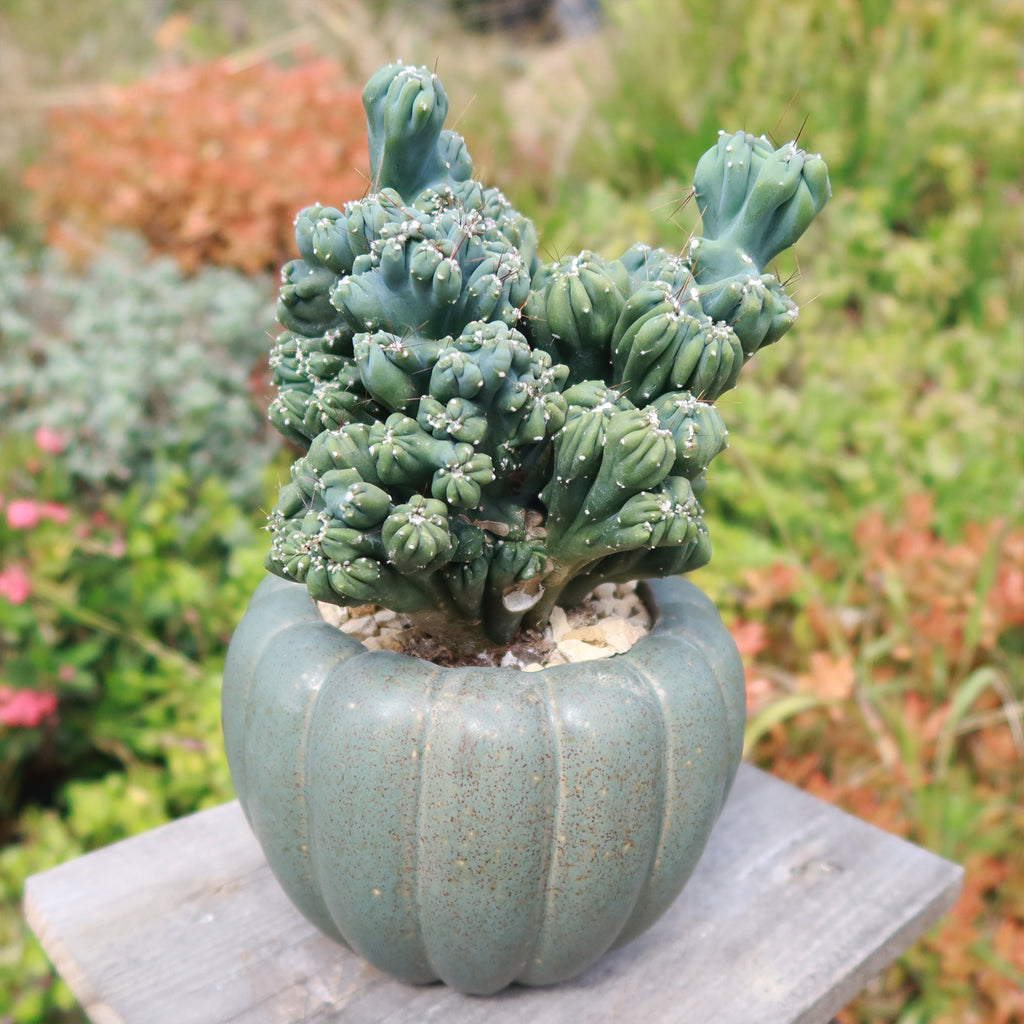 Weathered Hunter Green Pumpkin Pot