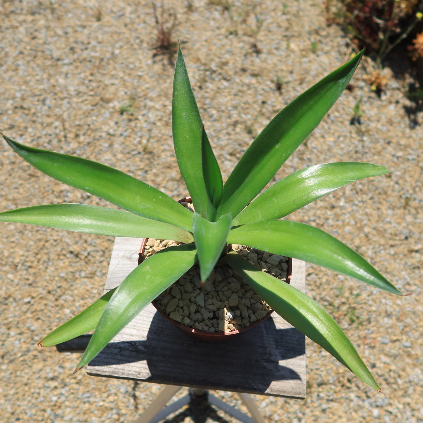 Smooth Agave Century Plant 'Agave desmettiana'