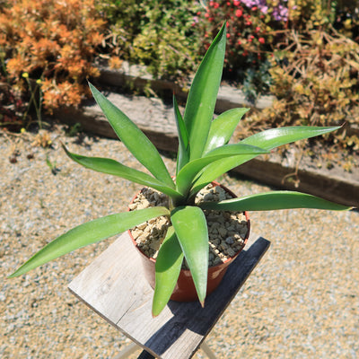 Smooth Agave Century Plant 'Agave desmettiana'