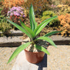 Smooth Agave Century Plant &