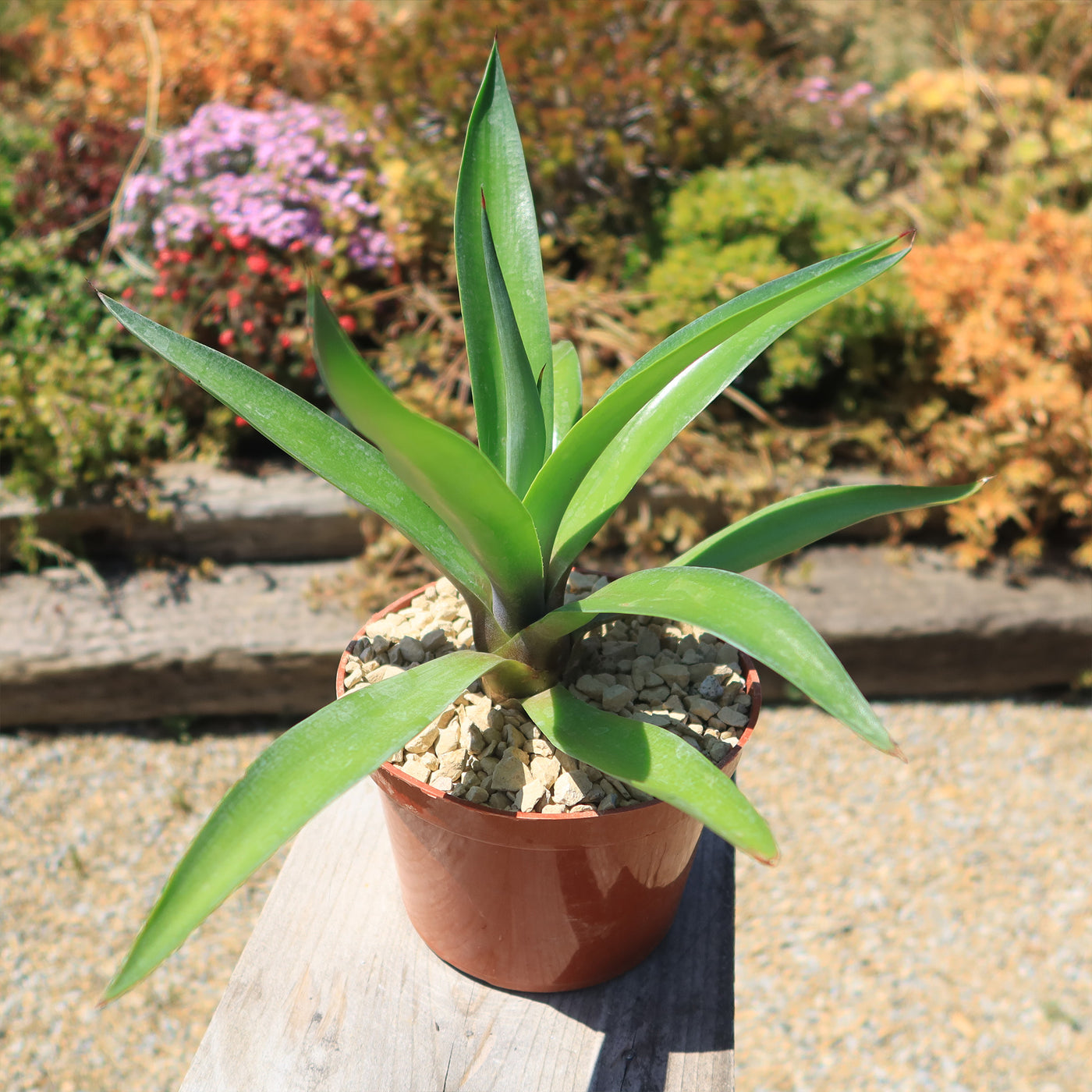 Smooth Agave Century Plant 'Agave desmettiana'