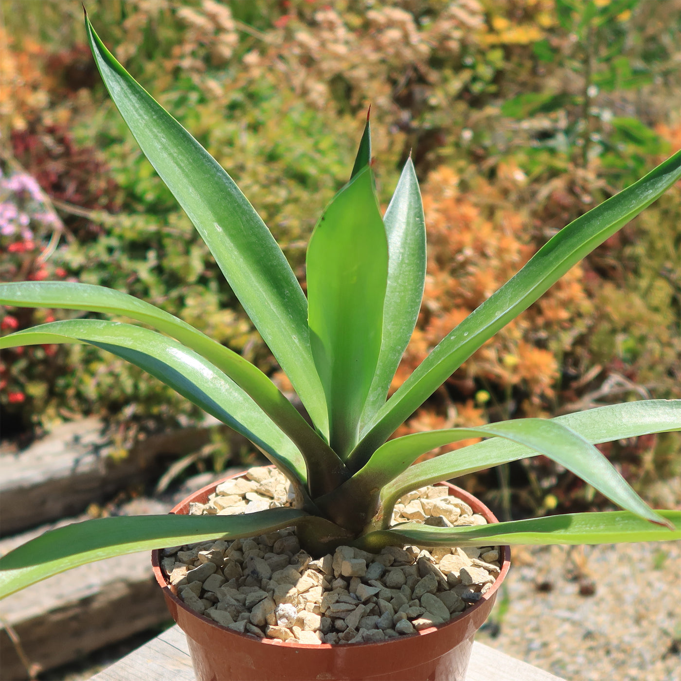 Smooth Agave Century Plant 'Agave desmettiana'