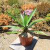 Smooth Agave Century Plant &