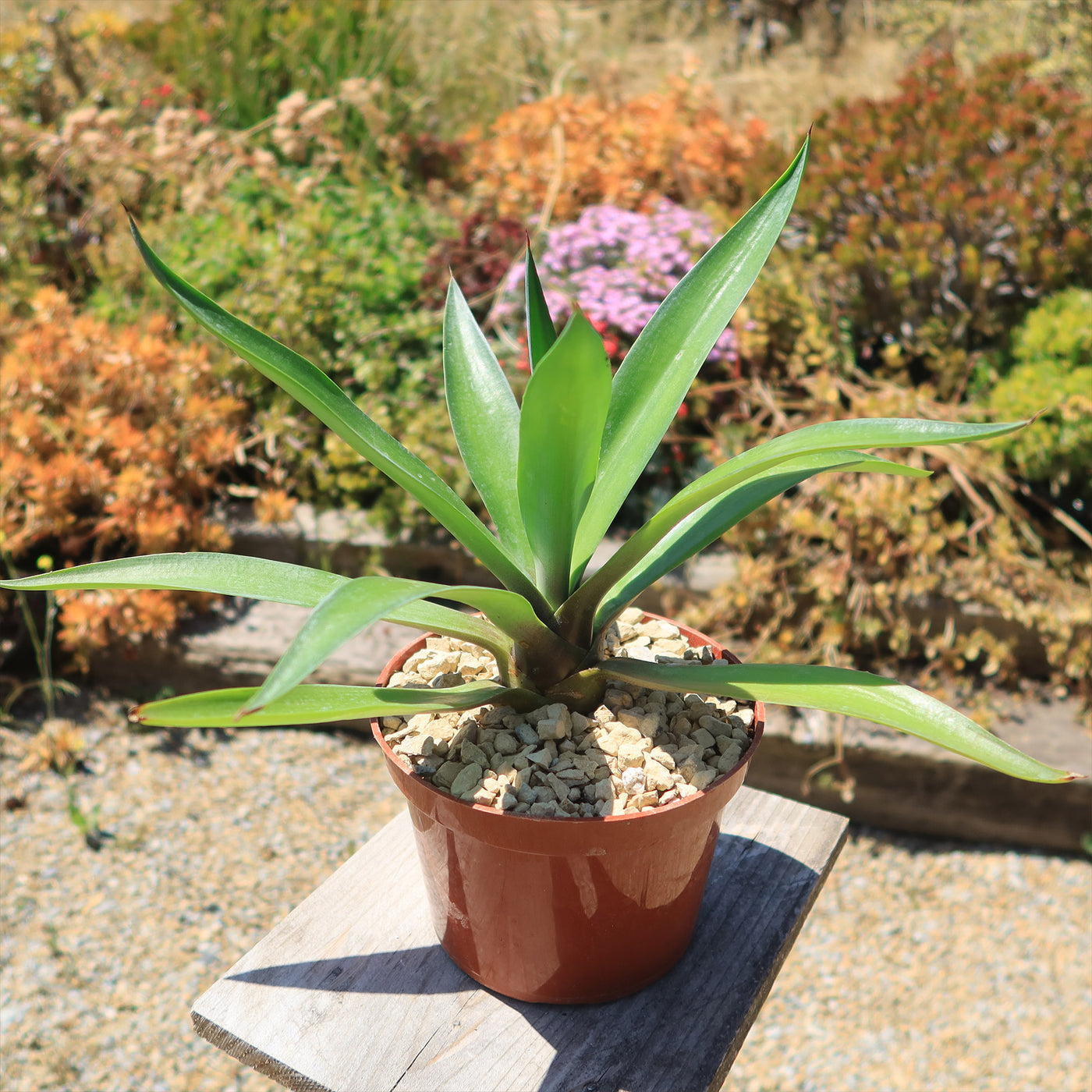 jade agave plant Smooth Agave Century Plant 'Agave desmettiana' 4" Pot