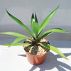 Smooth Agave Century Plant &