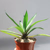 Smooth Agave Century Plant &