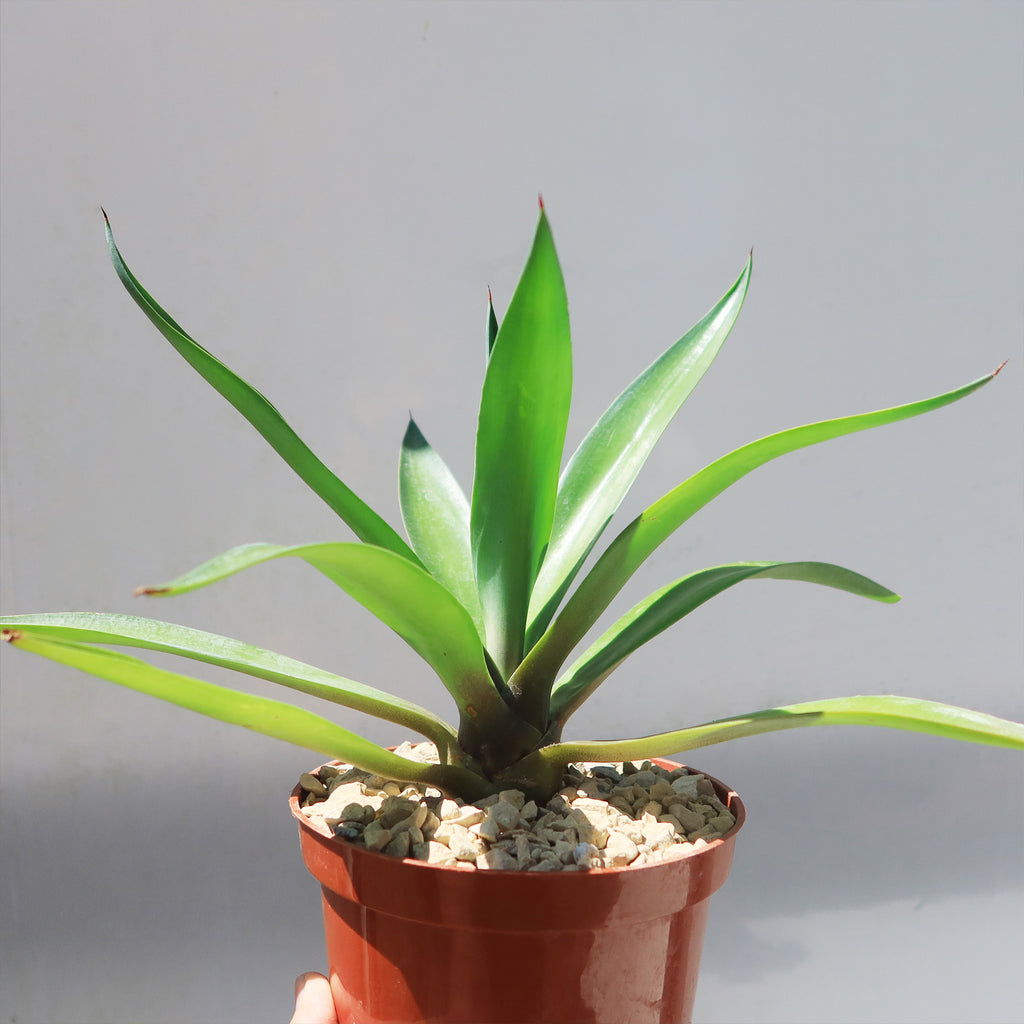 Smooth Agave Century Plant &